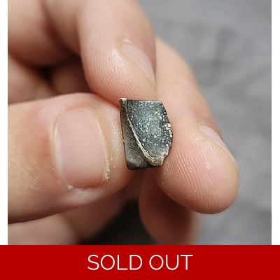 Triceratops Horridus Fossil Dinosaur Shed Tooth Triceratops Horridus Fossil Dinosaur Shed Tooth
